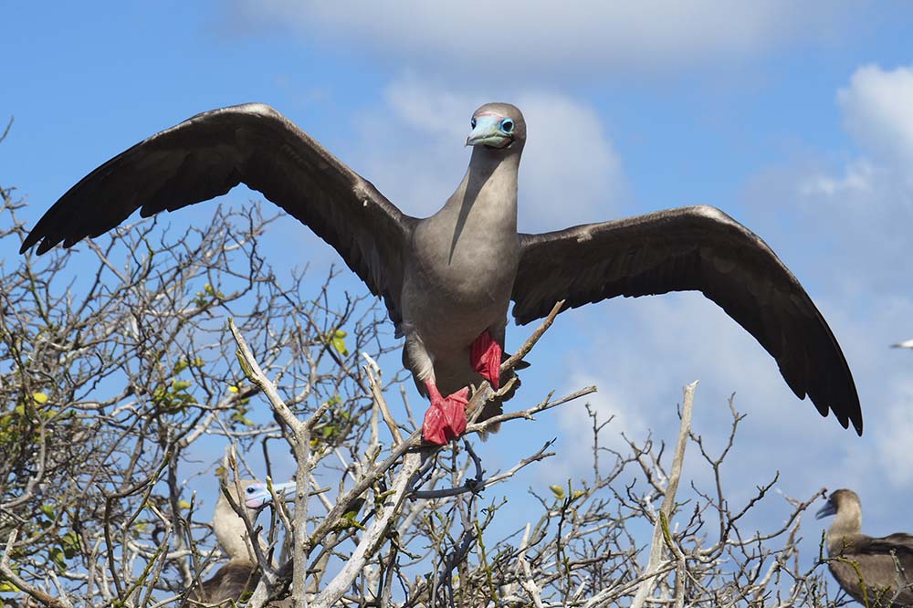 Red footed | Galapagos